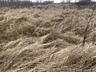 Земельный участок расположен : село Дачное, Беляевского района. Право 