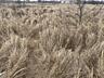 Земельный участок расположен : село Дачное, Беляевского района. Право 