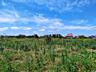Продам участок в Совиньоне. 80 соток земли( 08.га) Очень хорошее ...