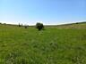 Teren agricol consolidat 5,5 ha!