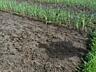 Продажа земельного участка село Рошканы