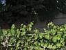Продам дом с ремонтом в Сухом Лимане