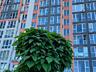 2-комнатная с кухней 30 м² — Акварель 8