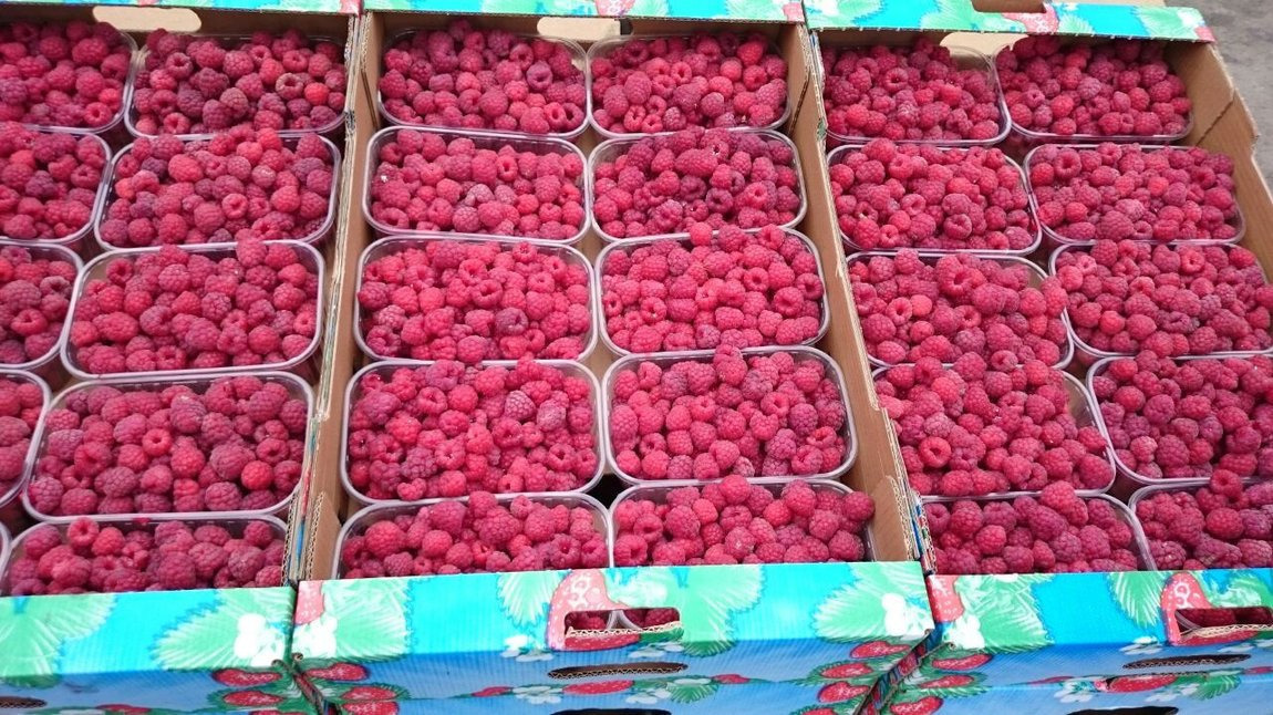 Купить Малину Ремонтантную Оптом В Беларуси Сегодня