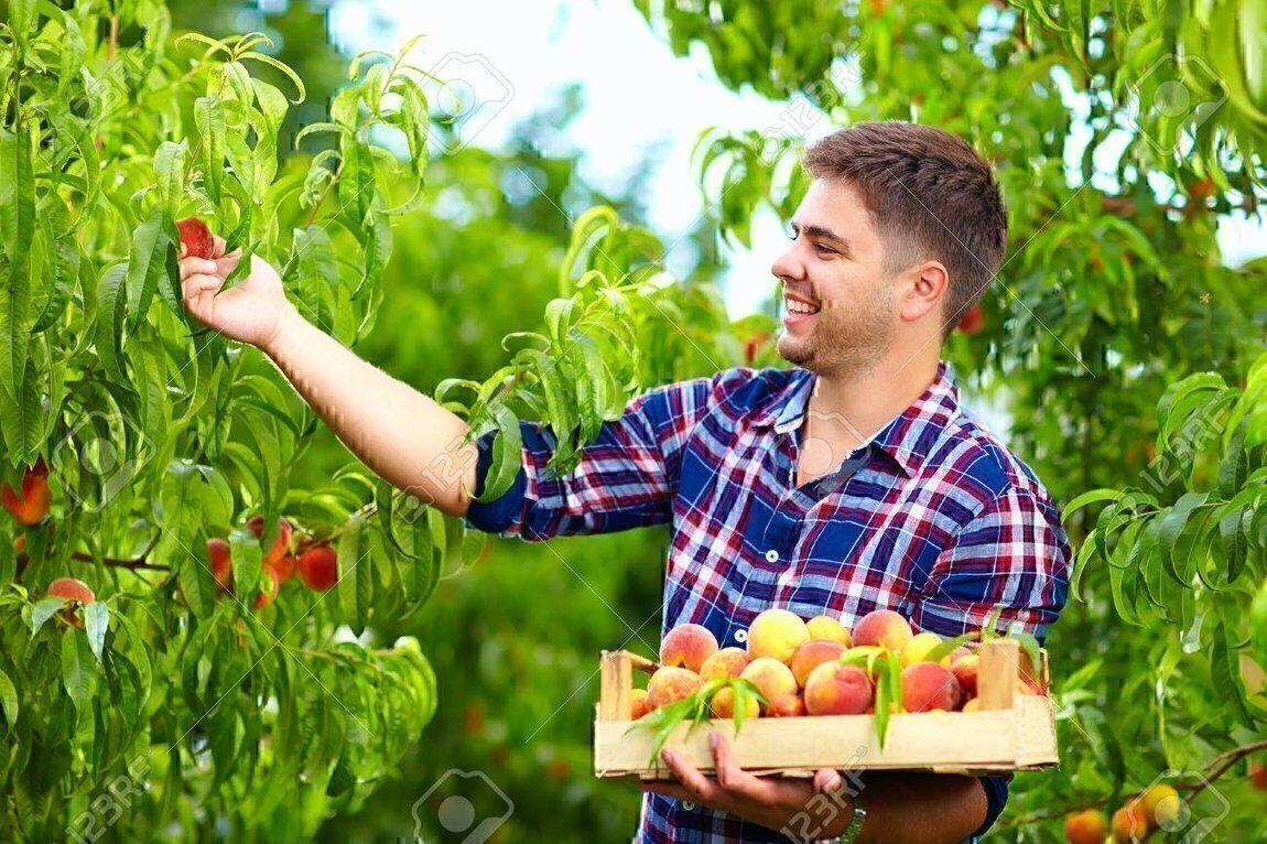 Человек в саду с фруктами