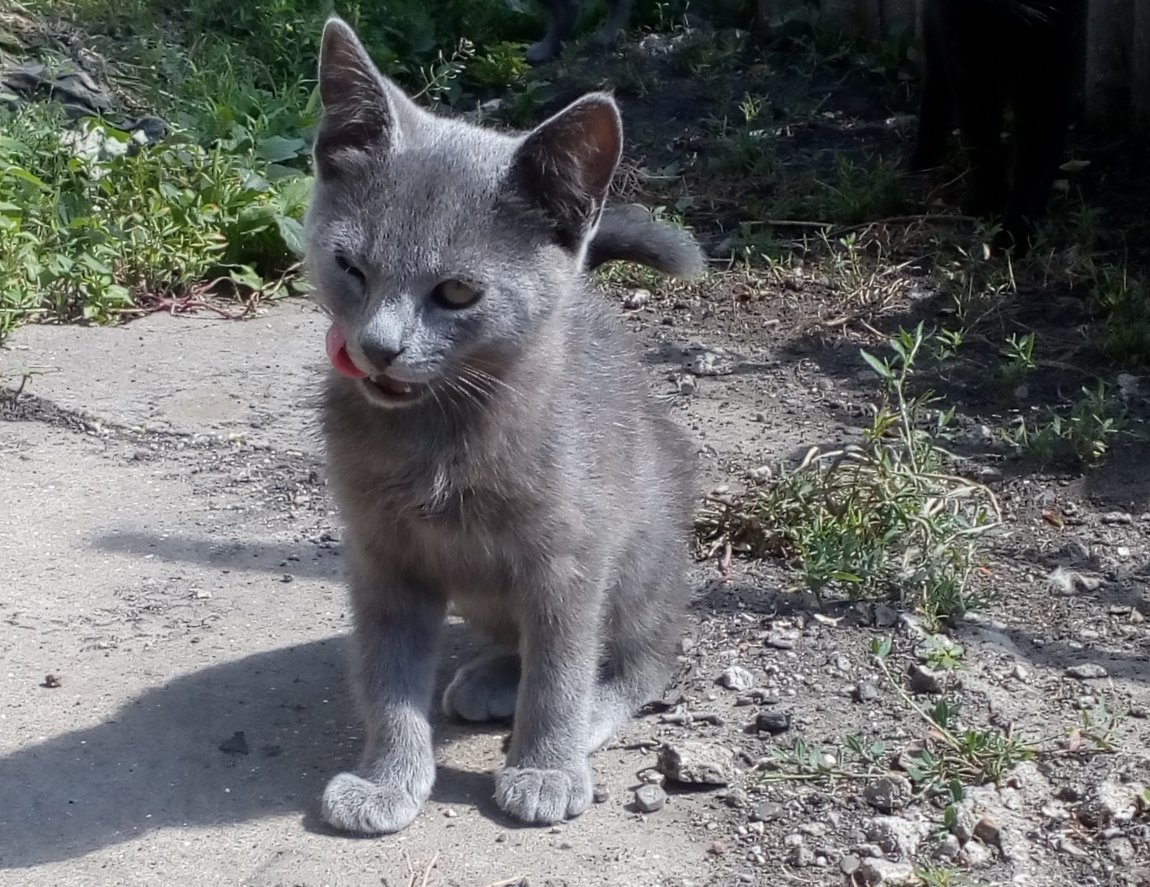 Крысоловка кошка