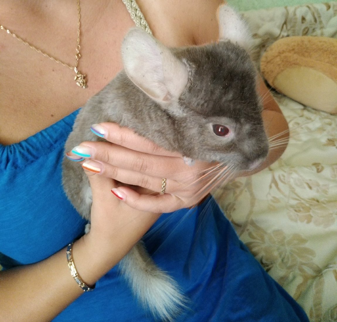 Клички для шиншилл