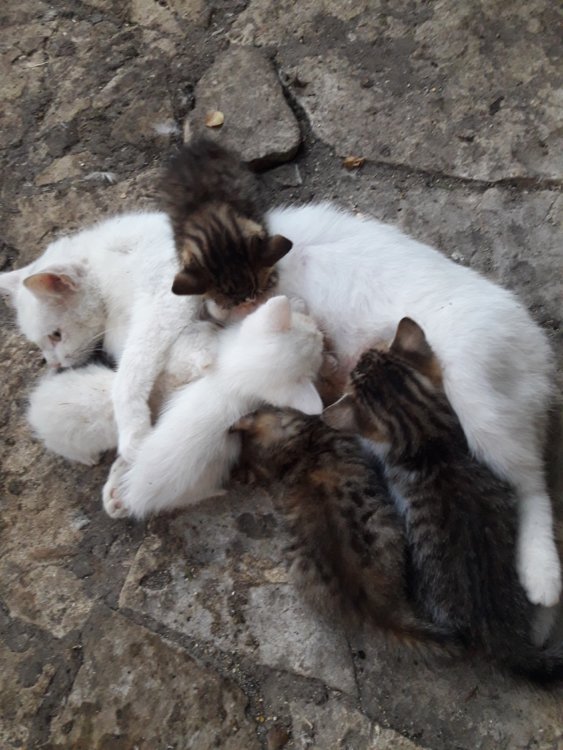 Gratis pisici, motanei