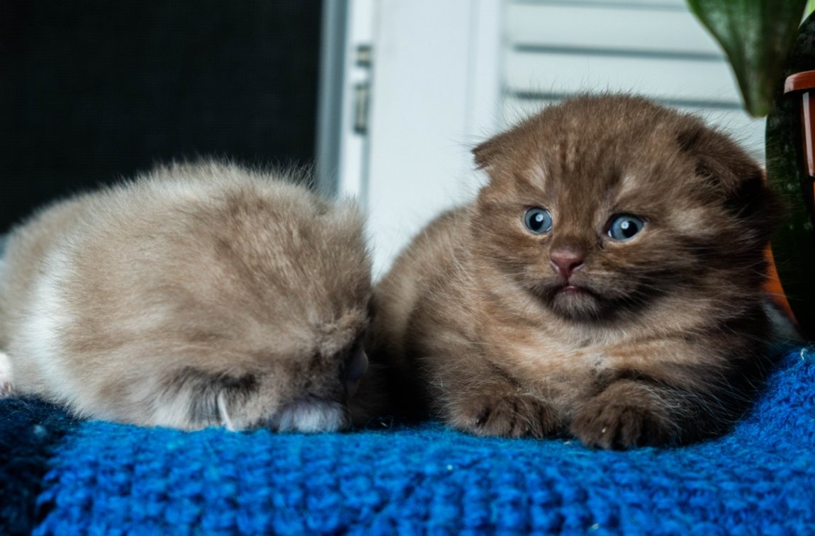 Авито Саранск Котята Шотландские Вислоухие Фото Продажа