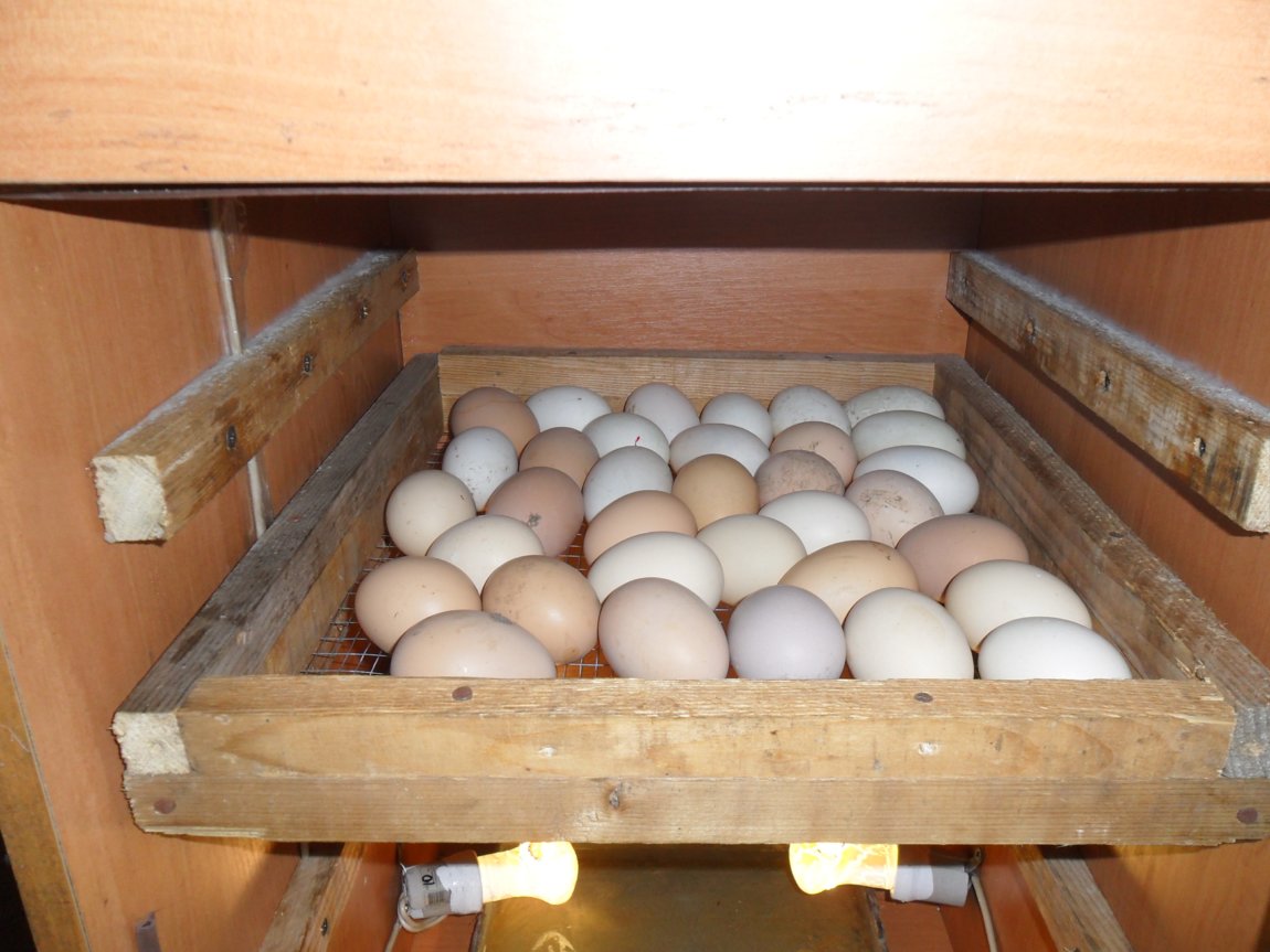 Инкубатор норма купить от производителя. Инкубатор для яиц на 64 яиц Smart household small incubator. Лоток для инкубатора под куриные яйца TC-88. Инкубатор на 380 яиц. Лоток для яиц 735 х 550 х 35мм инкубатор.