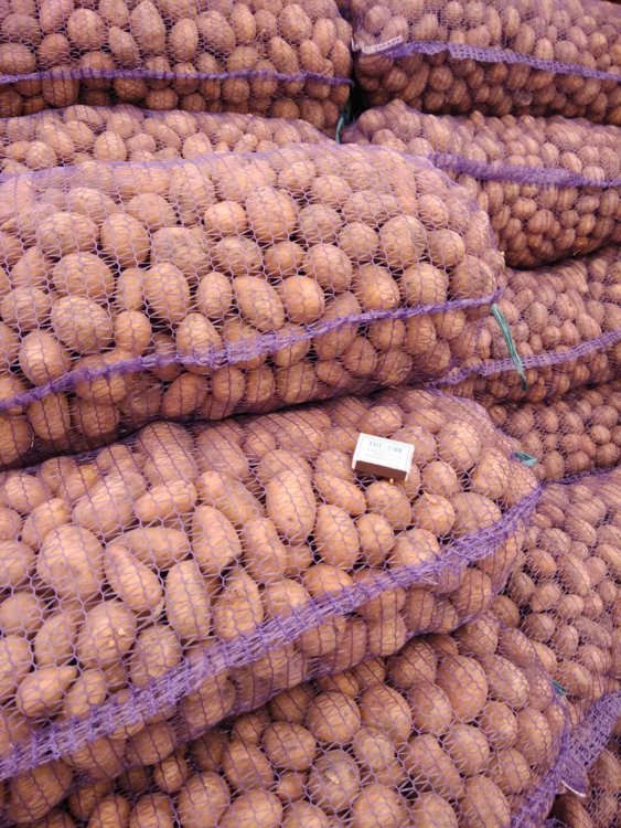 самый огромный картофель. ведро картошки. картофель мытый белый. картофель. почём сейчас продают картошку.