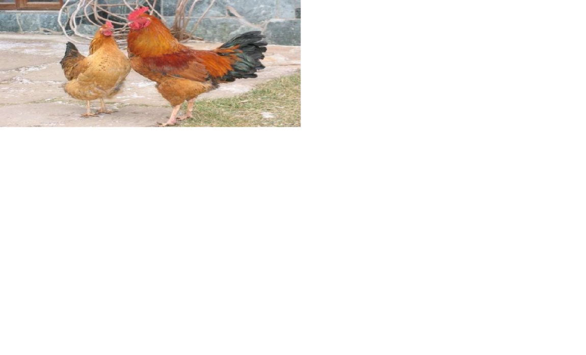 Суточные цыплята от кур мясо-яичной породы Кучинской Юбилейной 12 руб