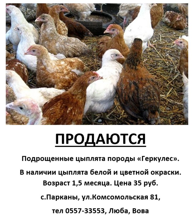 Объявление о продаже цыплят образец