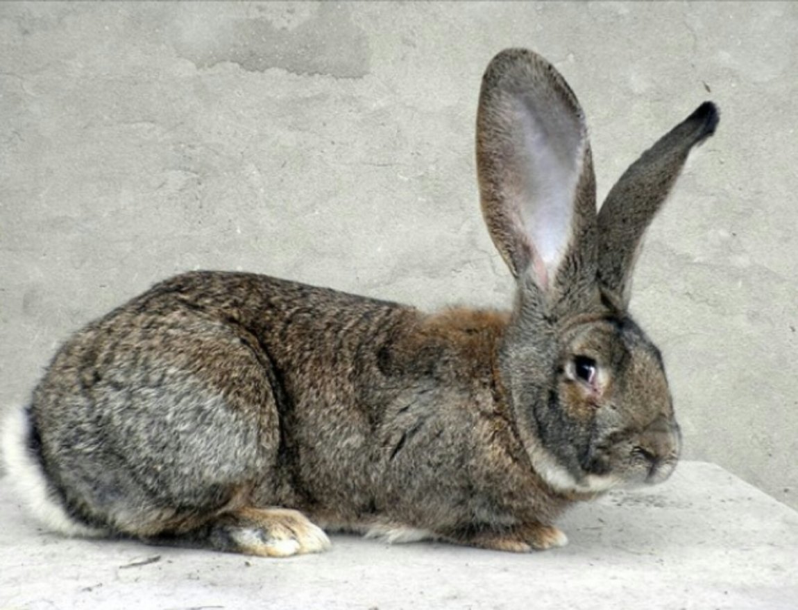 Серый кролик порода. Серый великан порода кроликов. Серый великан кролик. Кролик бельгийский Обер. Кролик Фландр.