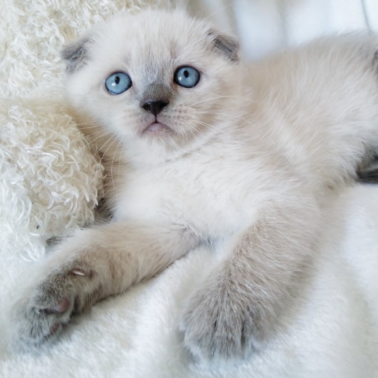 Купить Котенка Шотландца В Ачинске