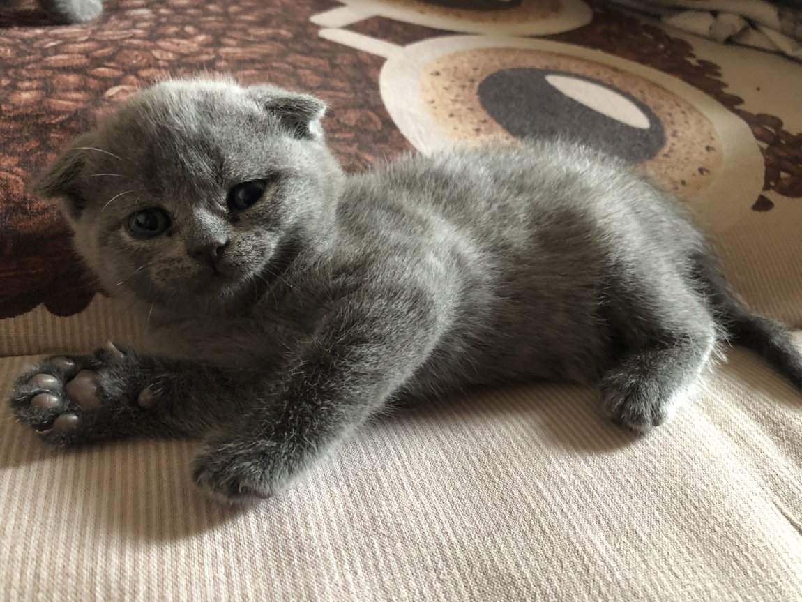 Шотландские Котята Купить В Тамбове