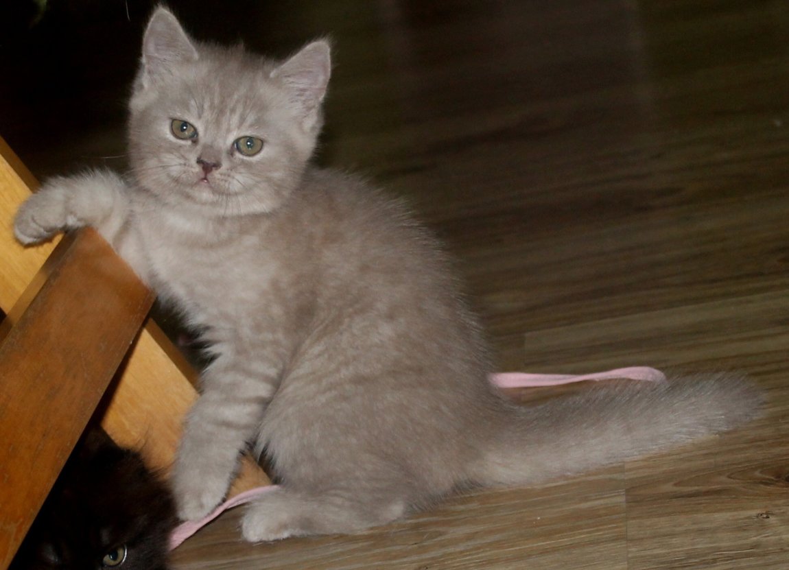 Шотландская вислоухая кошка. Скоттиш фолд котенок 1 месяца. Первая шотландская кошка. Сьюзи первая шотландская вислоухая. Шотландский вислоухий котенок 3 месяца.