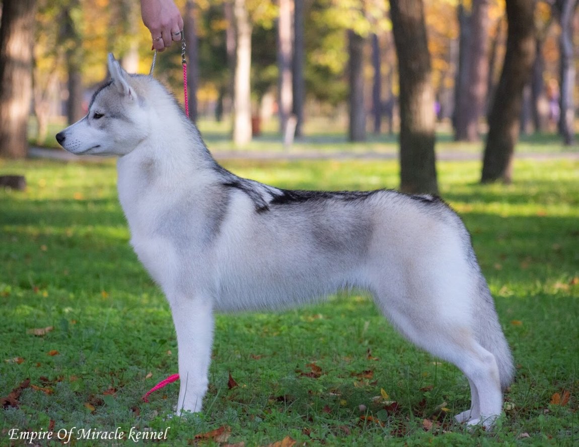 Хаски шоу класса отличия фото