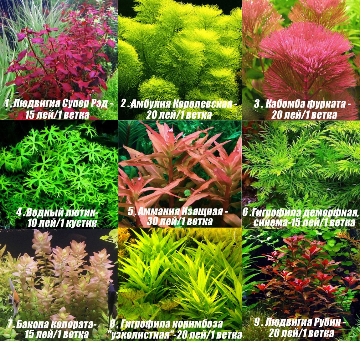 аквариумные растения все виды фото и названия