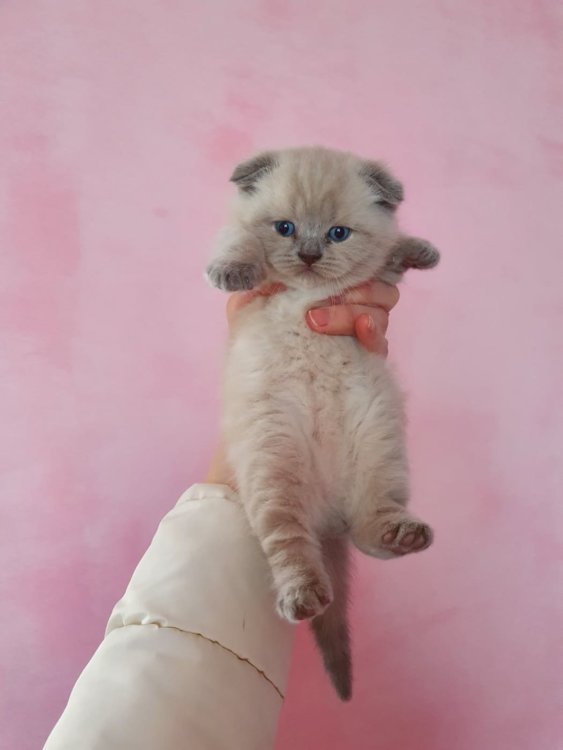 Motan scottish fold, cu pedigree + pisici spre vanzare