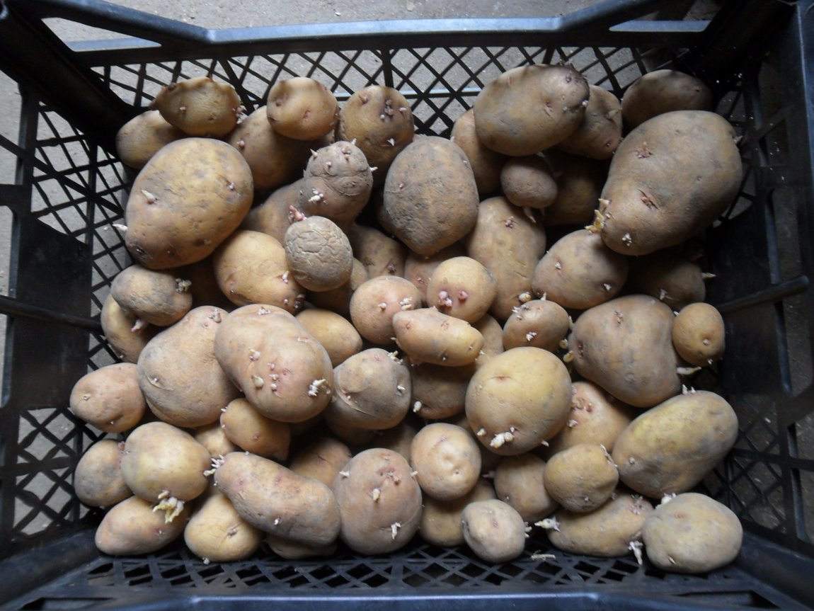 Семенной картофель московская область. Семенной картофель. Семенной картофель разных сортов. Семенной картофель разный. Картофель семенной Мирабель.