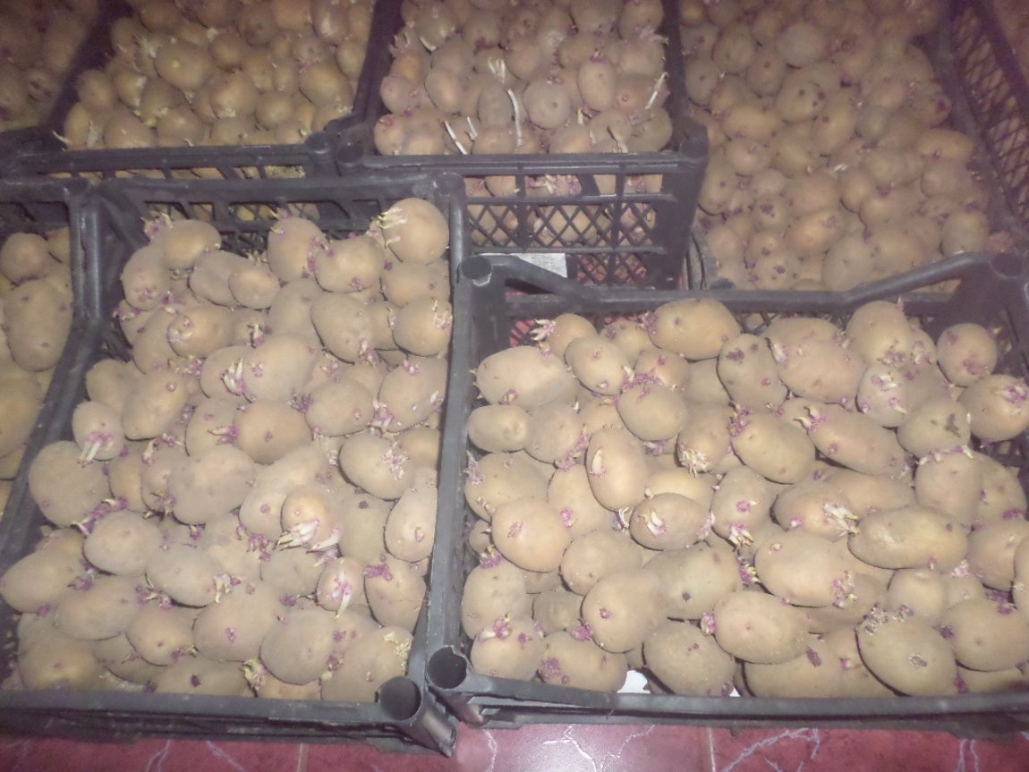 Где В Воронеже Купить Семенной Картофель