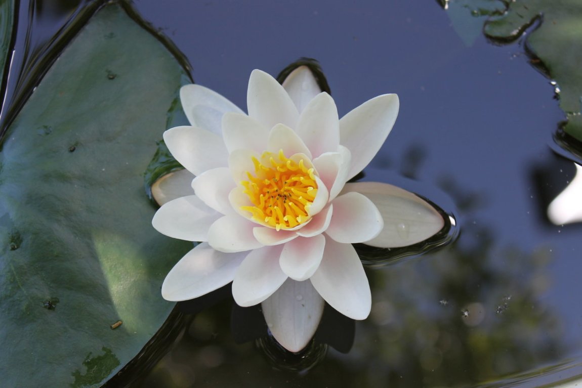 Кувшинка четырёхгранная. Кувшинка белая водяная лилия. Лилии нимфея. Кувшинка белая водяная лилия. Водяные лилии нимфеи.