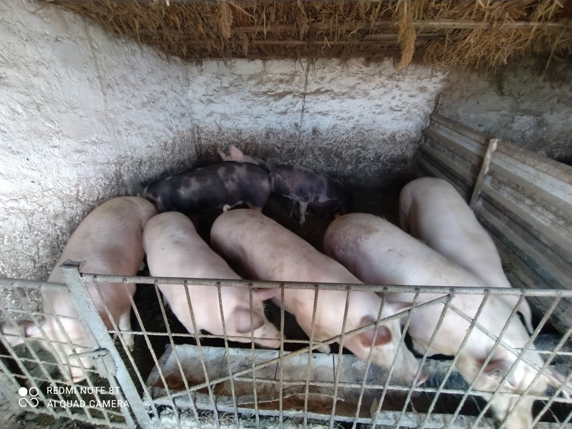 Купить свинину живым весам