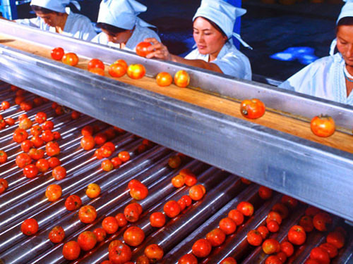 калибровка овощей