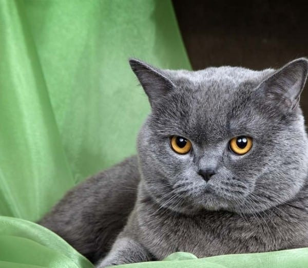 Шотландский прямоухий кот