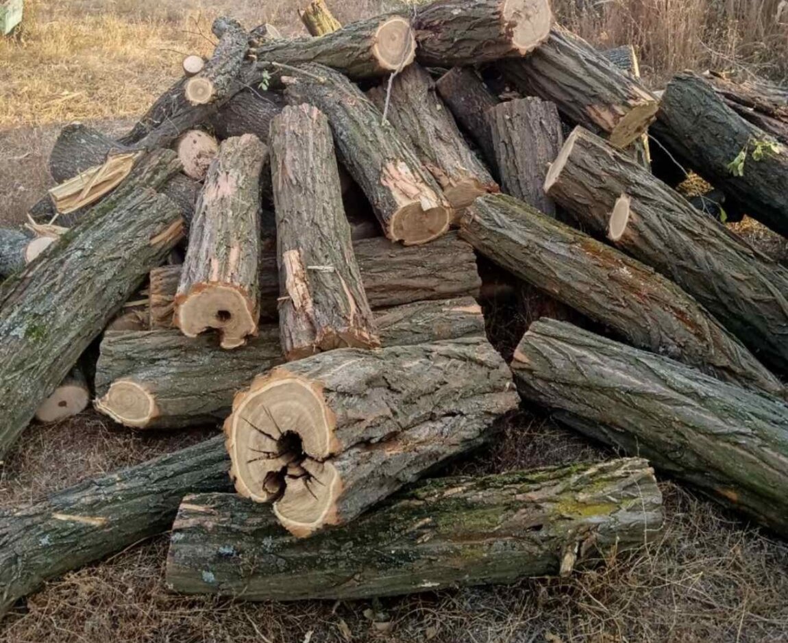 Дрова ясень. Ясень дрова. Дрова твердых пород. Дрова Акация дуб. Поленья твердой породы.