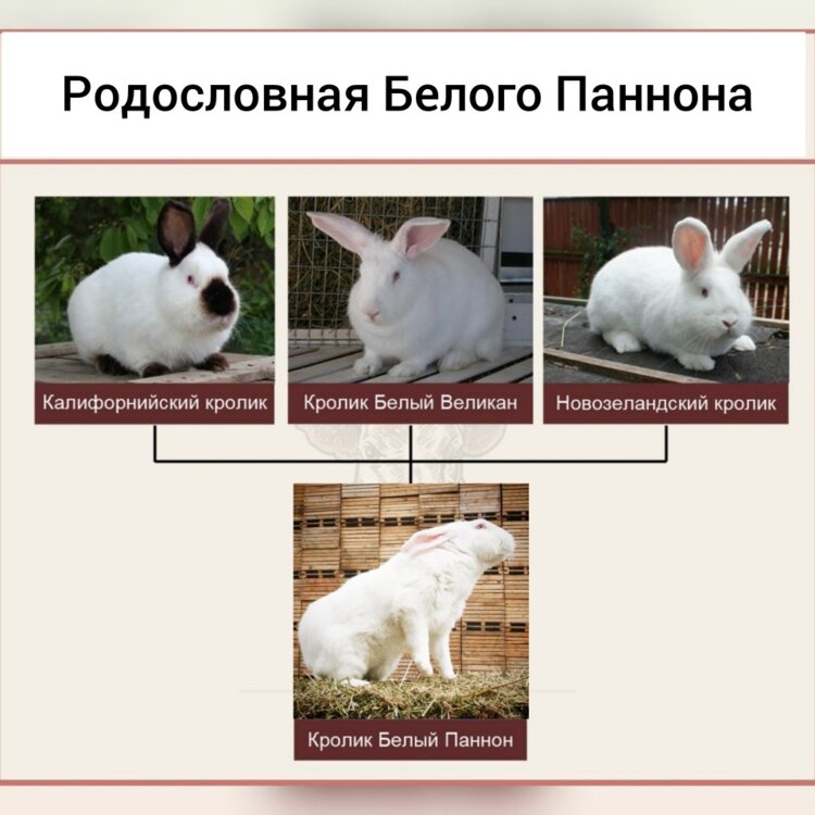 Какие породы кроликов можно скрестить. Кролики породы Паннон. Порода кроликов белый Паннон. Кролик хиколь и Паннон. Кролик белый Паннон описание породы.