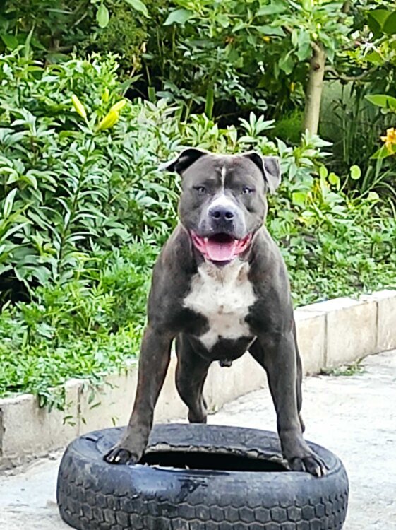 Бендерский приют для животных. Собаки пмр. Собаки в грузии. Собаки пмр. Собаки пмр.