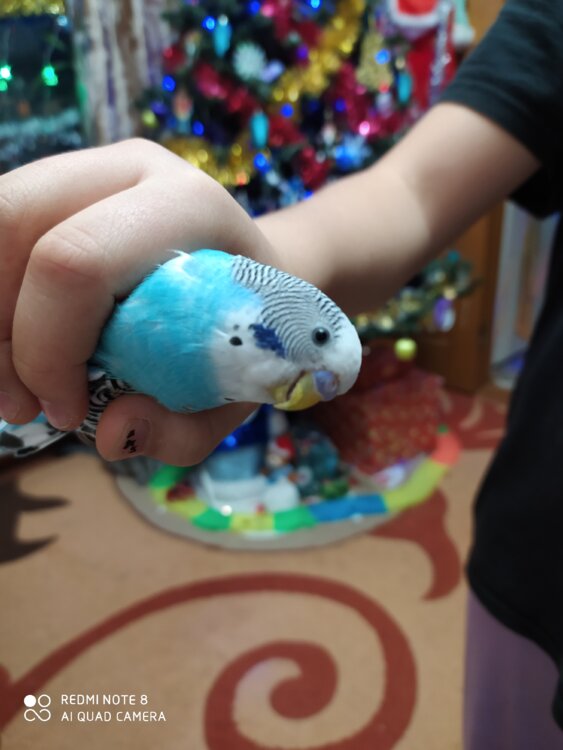 Отдам попугая