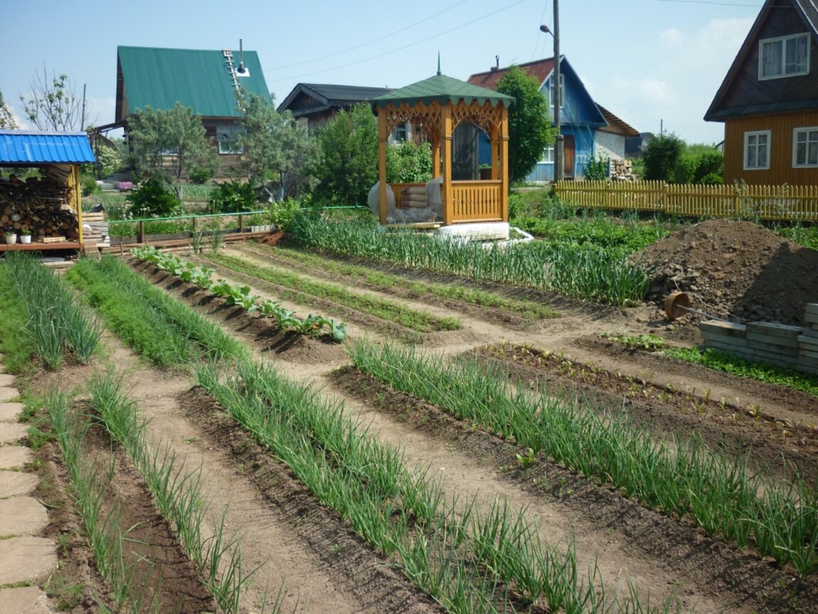 Без огородов. Узкие грядки. Красивые грядки в деревне. Узкие грядки на даче. Мой огород.