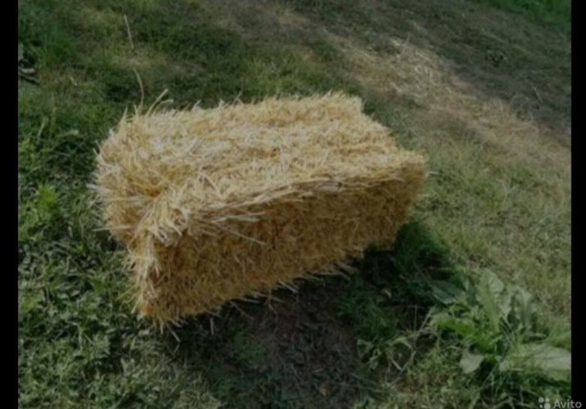 На тюках с соломой