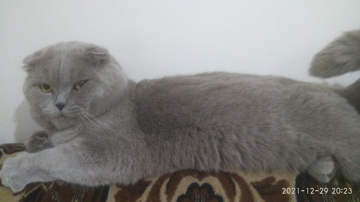 Вязка кошек