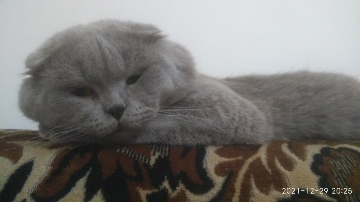 Вязка кошек