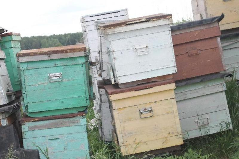 Авито новосибирская б у. Улья продается. Улья б/у. Ульи для пчёл б у. Авито ульи для пчел.
