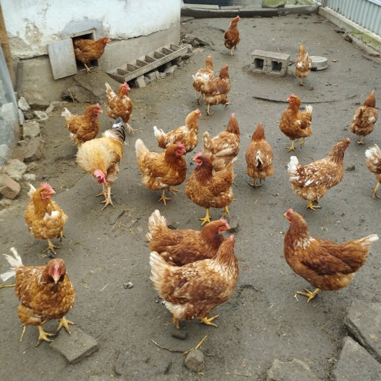 Продам кур яичной породы ломан-браун 100₽ 100 руб