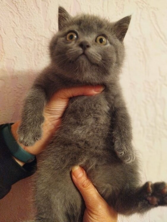Котята в продаже