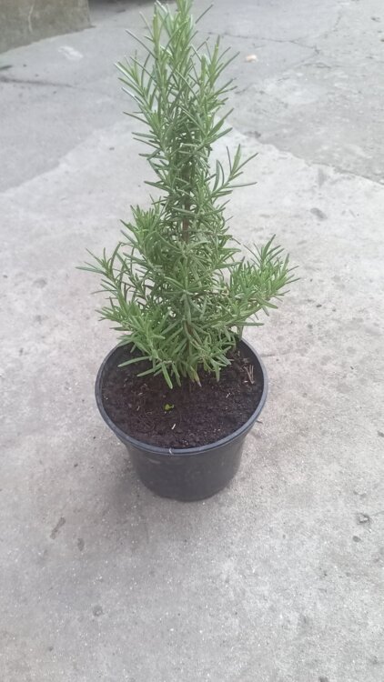 Продам розмарин.
