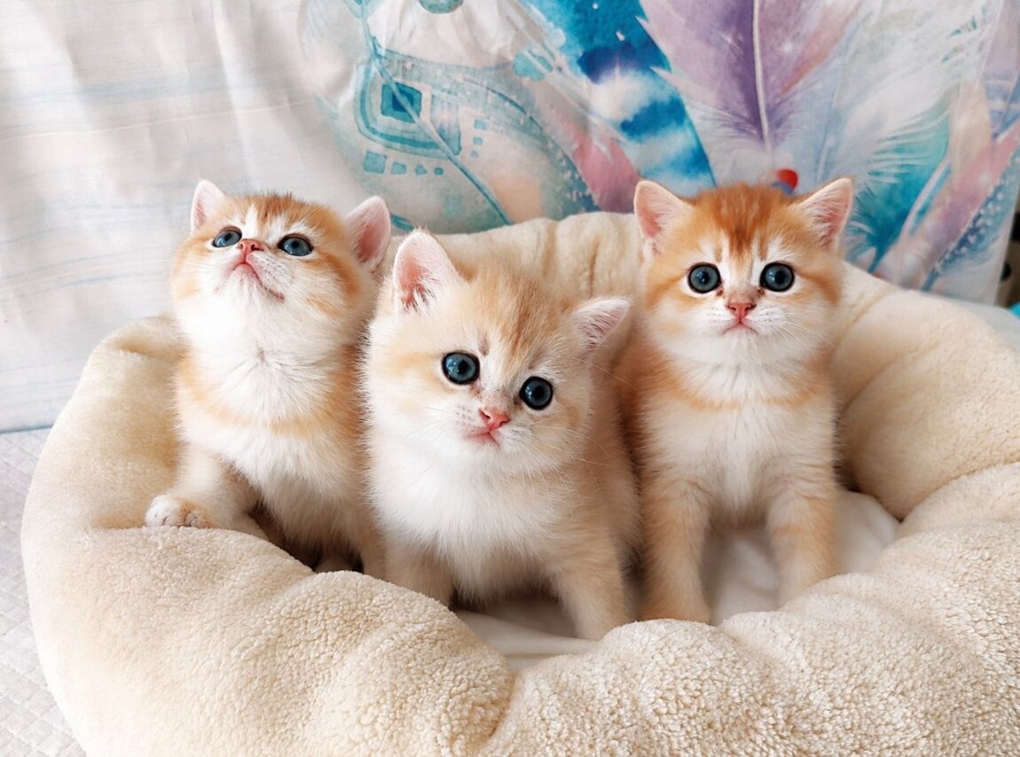 Британские короткошерстные котята, шиншилла