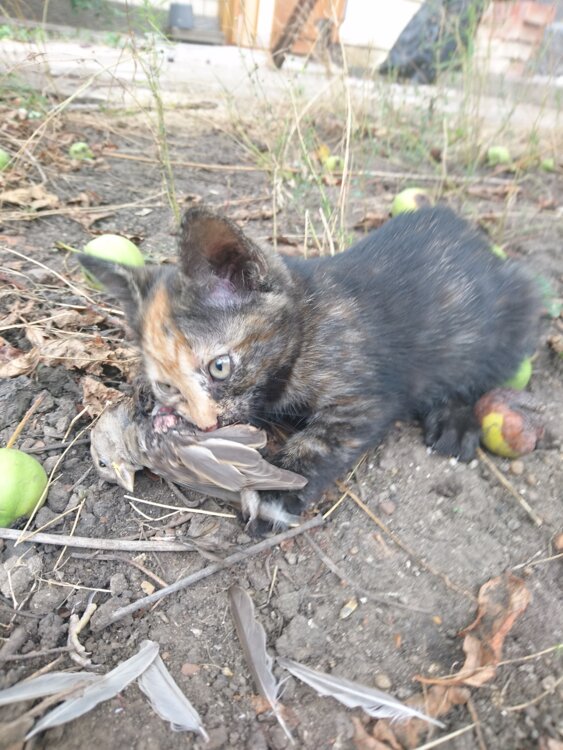 Котята отборные с сильной генетикой.