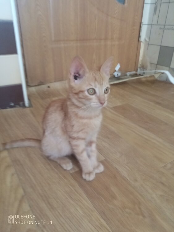 Отдам котят в добрые руки