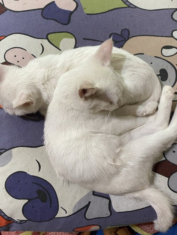 Отдам котят в хорошие руки