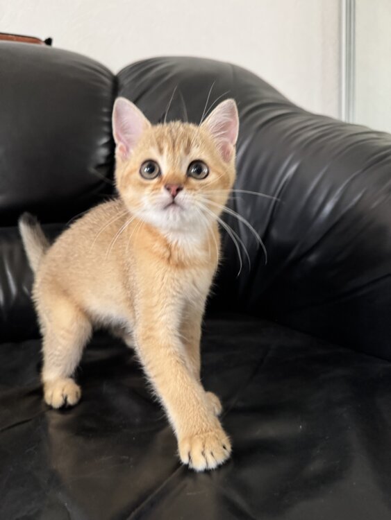 Шотландские котята. Золотая шиншилла.