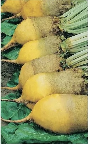 Кормовая свекла