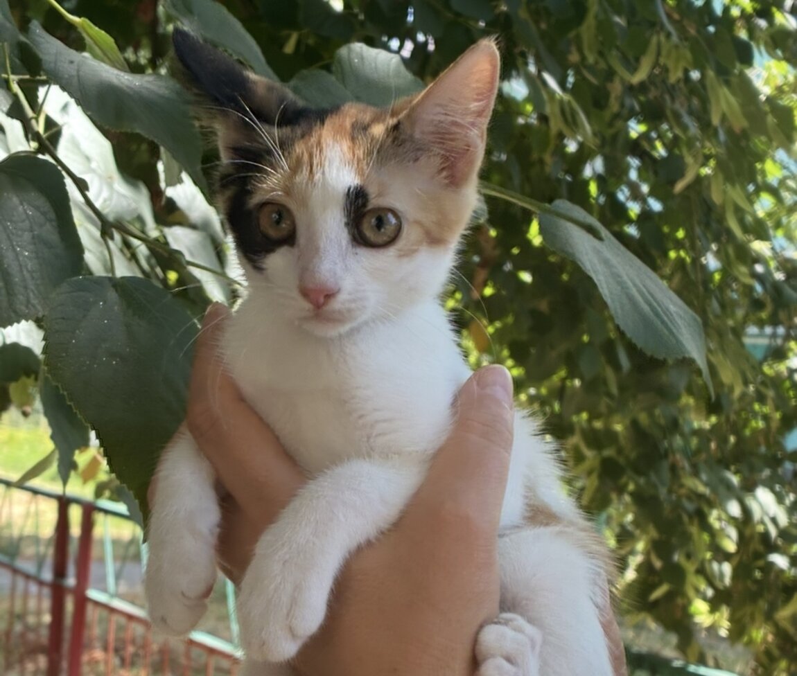 Котята