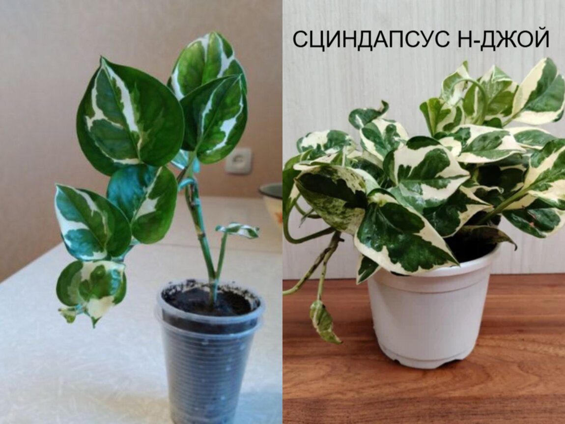 Комнатные цветы